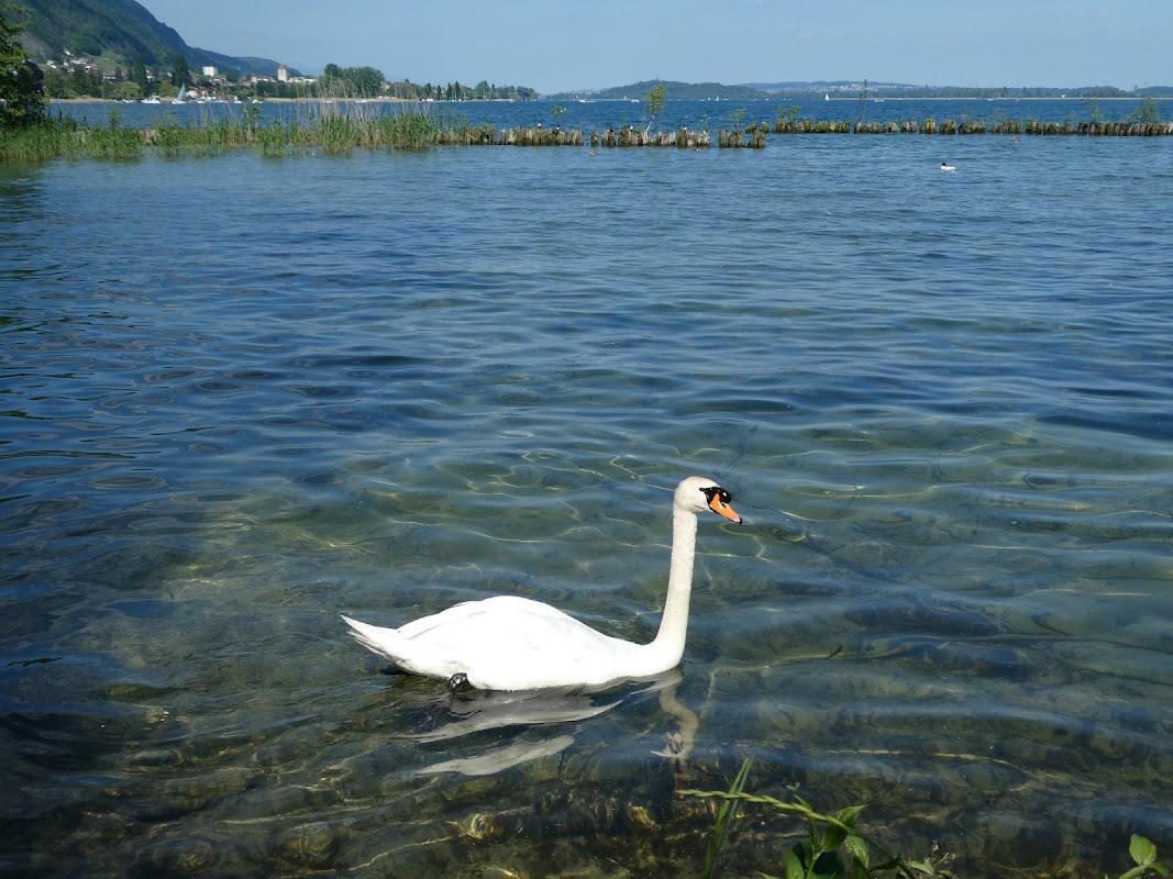 Le Landeron